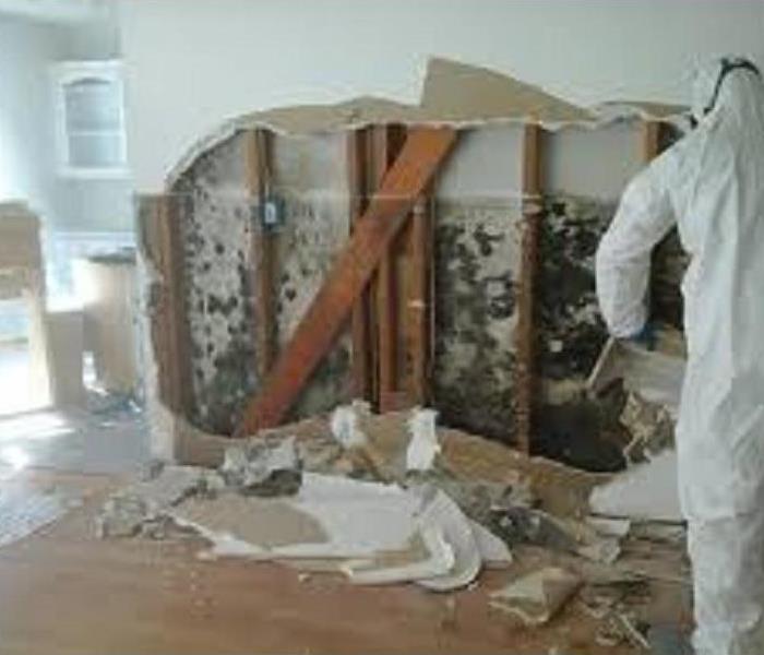 A picture of severe mold growth